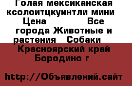 Голая мексиканская ксолоитцкуинтли мини › Цена ­ 20 000 - Все города Животные и растения » Собаки   . Красноярский край,Бородино г.